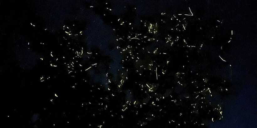 Private Firefly Watching Night Cruise on Bohol Abatan River - Fireflies, weather, and realistic expectations