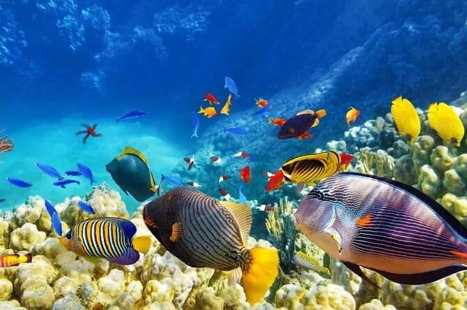 Private Island Hopping in Nasuluan, Hiltotongan and Caohngan - Key points to know before booking