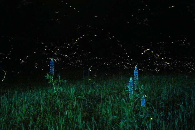 Puerto Princesa: Firefly Watching Bay Cruise with Dinner - Fireflies in the Wild, Not a Light Show