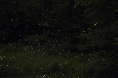 Firefly Watching Bay Cruise with Dinner