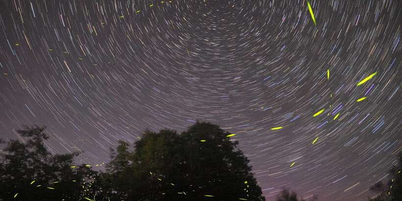 Puerto Princesa: Firefly Watching Bay Cruise with Dinner - The Estuary’s Blue-Green Surprise