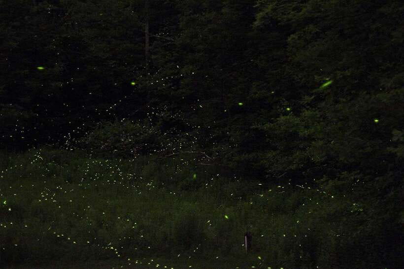 Puerto Princesa: Firefly Watching Bay Cruise with Dinner - Changing Boats for the Mangroves