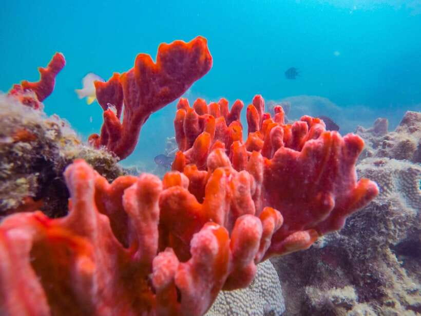 Puerto Princesa: Private Honda Bay Island Hopping Tour - Key points at a glance