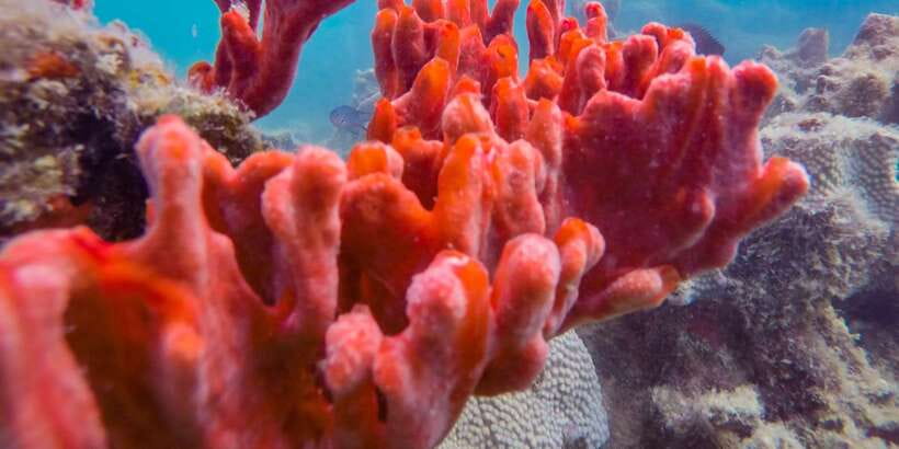 Puerto Princesa: Private Honda Bay Island Hopping Tour - Weather, timing, and who should skip it