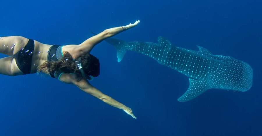 Puerto Princesa: Swim with Whale Sharks Boat Cruise - Key points at a glance