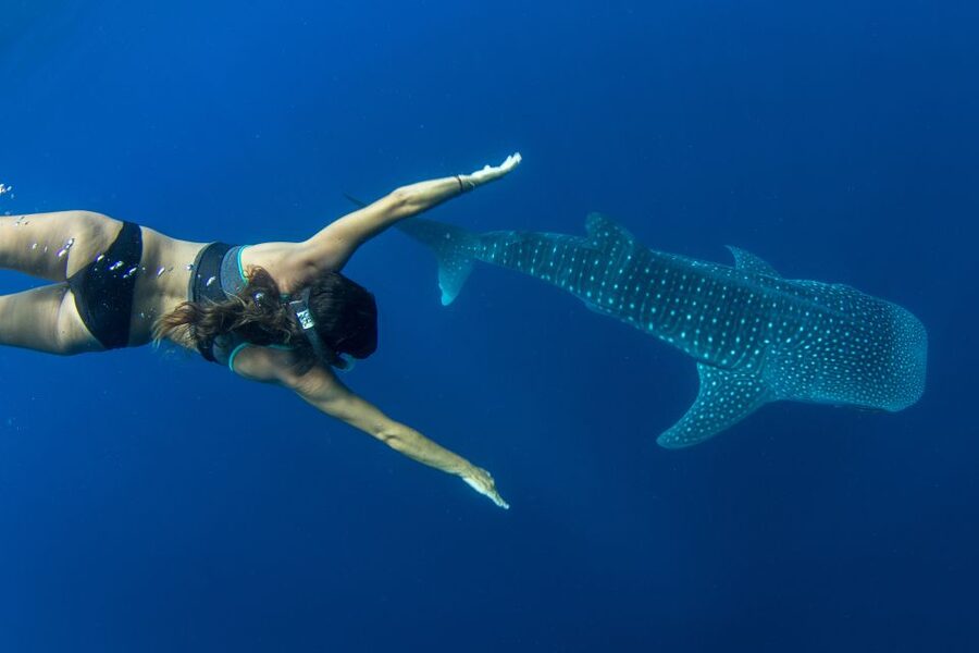 Puerto Princesa: Swim with Whale Sharks Boat Cruise - The real draw: whale sharks on their own terms