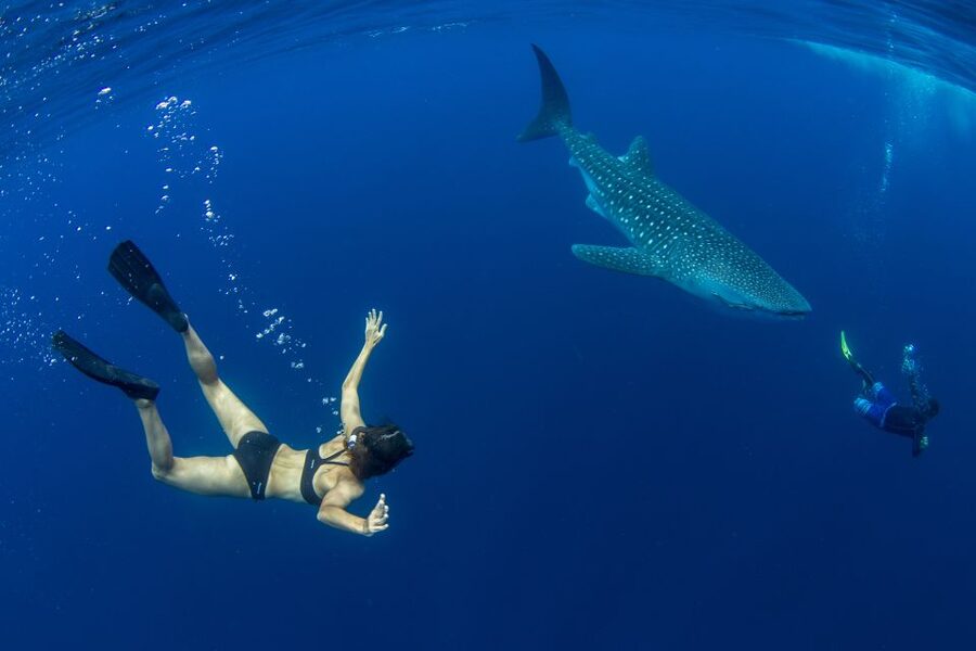 Puerto Princesa: Swim with Whale Sharks Boat Cruise - The search is part of the experience