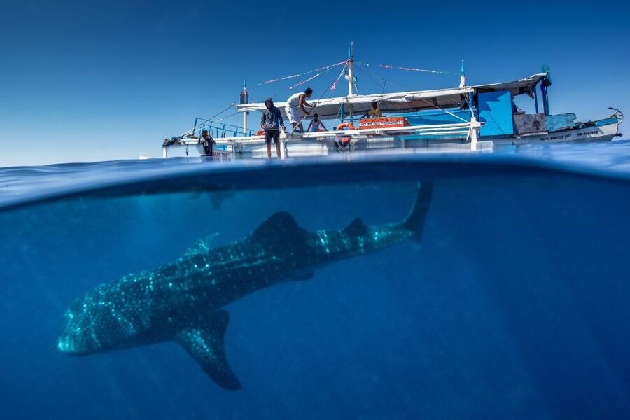 Puerto Princesa: Swim with Whale Sharks Boat Cruise - From your hotel lobby to Baywalk