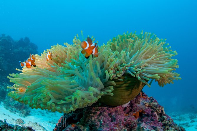 Scuba Diver Course (PADI) - Learning with an instructor such as Bernie