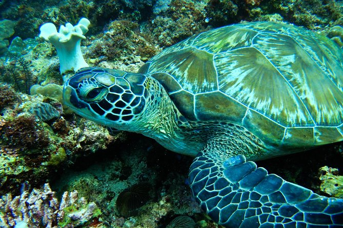 Scuba Diving in Boracay: SSI Basic Diver for Beginners - What makes the $61.54 price worthwhile