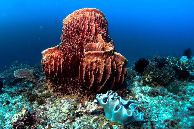 Scuba Diving in Boracay: SSI Basic Diver for Beginners - The four-hour plan, from equipment to open water
