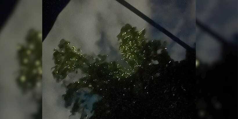 Shared Firefly Watching Cruise on Bohol’s Scenic Loboc River - FAQ