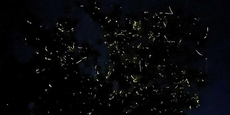 Shared Firefly Watching Cruise on Bohol’s Scenic Loboc River - Boarding the Shared Boat at Loboc