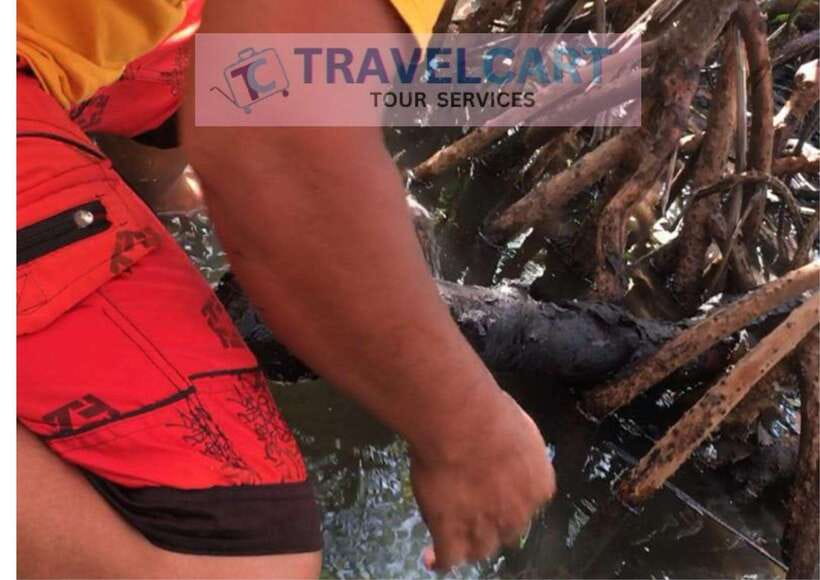Shared Underground River with Mangrove Paddle Boat & LUNCH - Wildlife, weather, and physical demands