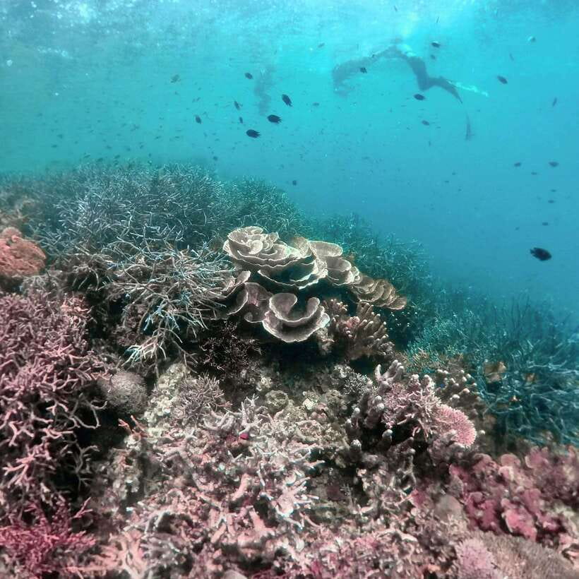 Siquijor: Freediving Adventure with Lunch and Beach Time - Key points to know before booking