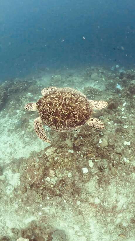 Siquijor: Freediving Adventure with Lunch and Beach Time - What this Siquijor water adventure is really like