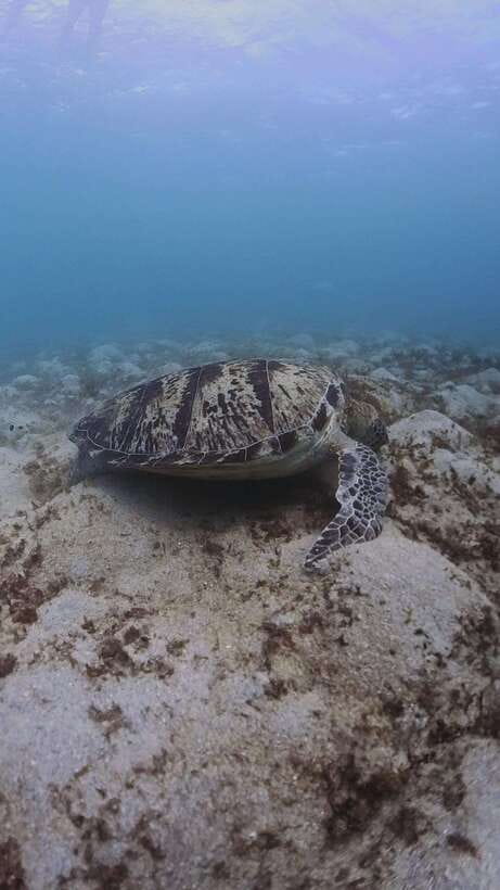 Siquijor: Freediving Adventure with Lunch and Beach Time - Caticugan’s clear water and colorful fish