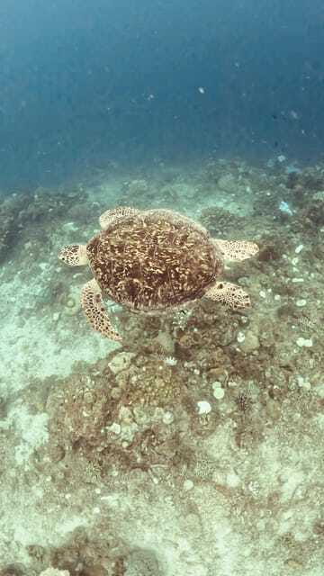 Siquijor: Freediving Adventure with Lunch and Beach Time - Safety, comfort, and what to pack