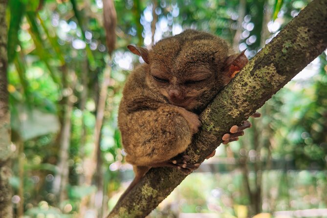 The tour of the must-see sites of Bohol - Why this Bohol day works well