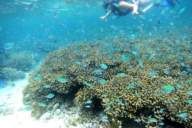 Twin Island Snorkeling Adventure at Hiltungan and Nalsuan - From Mactan to the Two-Island Reef