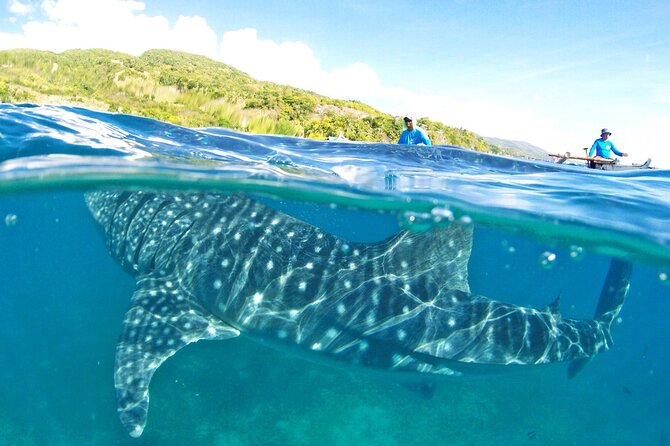 Whale Shark, Canyoneering, Sardines Run and Turtles with Transpo - A very full day from Cebu City to the southern coast
