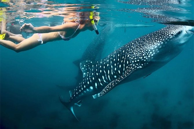 Whale Shark Encounter and Sumilon Sandbar with Kawasan Falls - Kawasan Falls, beautiful water at the end of a tiring day
