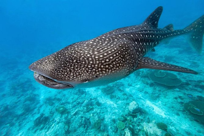 Whale Shark Encounter and Sumilon Sandbar with Kawasan Falls - What the private tour really buys you for $200