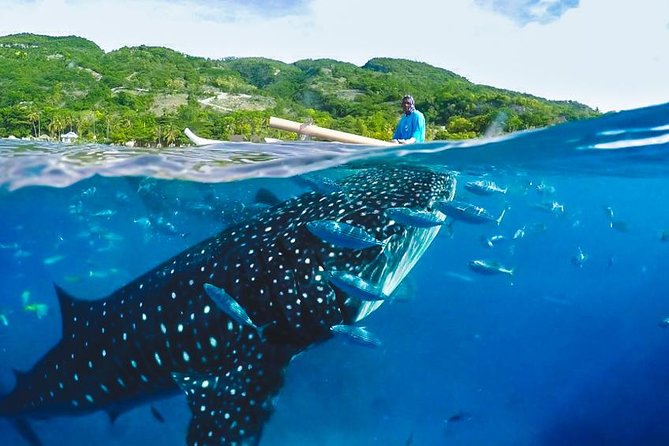 Whale Shark Encounter and Tumalog Waterfalls Tour - The real reason to go: whale sharks at Oslob