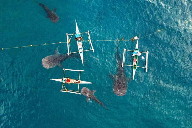 Whale Shark Encounter and Tumalog Waterfalls Tour - Tumalog Falls, when it is open