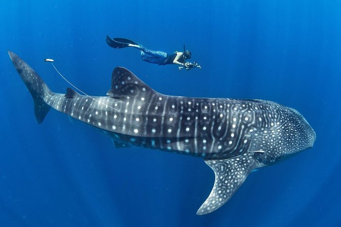 Whale Shark Encounter & Sumilon Sandbar & Canyoneering in Kawasan Falls - The 3:30 a.m. ride south from Cebu