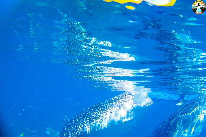 Whale Shark Swimming, Tumalog Falls and Kawasan Canyoneering - Tumalog Falls brings a quieter half hour