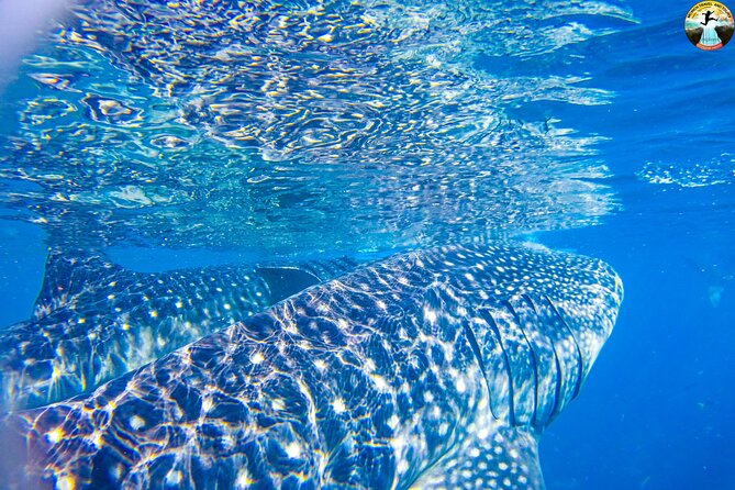 Whale Shark Swimming, Tumalog Falls and Kawasan Canyoneering - Is $180 a fair price?