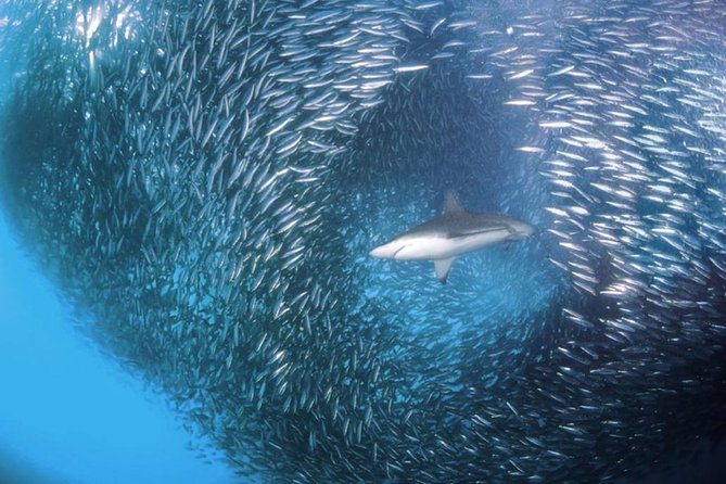 Whale Shark & Tumalog Falls & Sumilon Sandbar & Pescador Island with Sardines - Lunch and the practical rhythm of the day