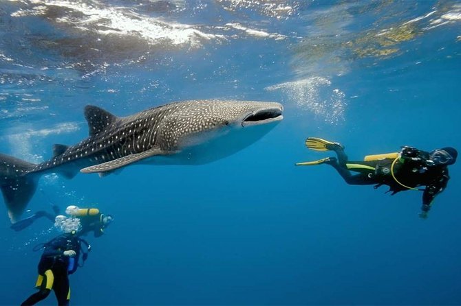 Whale Shark Watching and Sumilon Sandbar Private Tour Package - Sumilon Sandbar: the calm finish