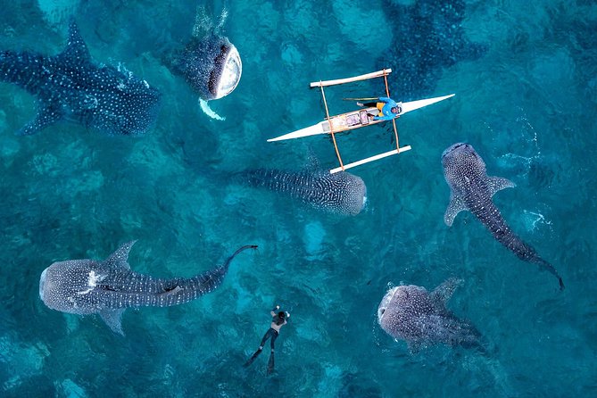 Whale Shark Watching & Tumalog Falls & Kawasan Falls - A 4 a.m. start for Oslob whale sharks