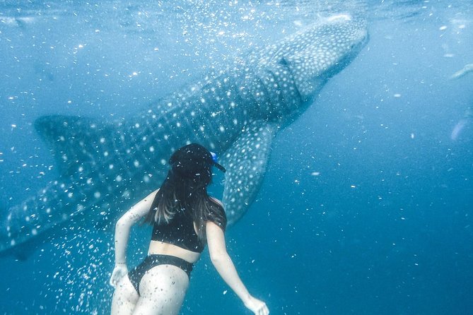 Whale Shark Watching & Tumalog Falls & Kawasan Falls - The physical demands are moderate, but the day is long