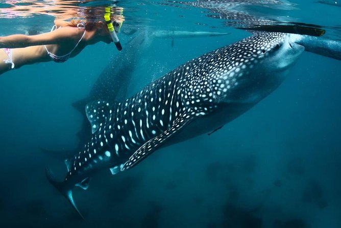 Whale Shark Watching & Tumalog Falls & Kawasan Falls - Tumalog Falls gives the morning a cooler pause