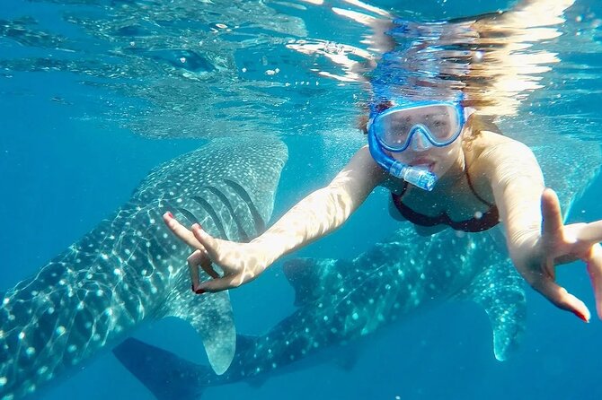 Whale Watching in Sumilon Island with Ocean View Resort and Lunch - Entering the water with Oslob’s whale sharks