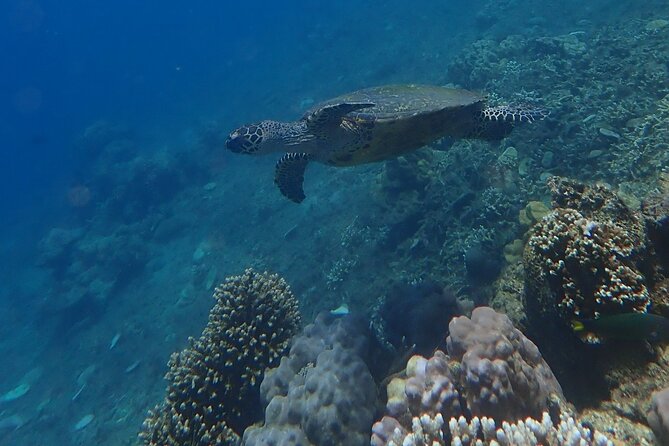 Wonderful Snorkeling Trip from Manila! updated 2023*** - The 10-minute boat ride to the snorkeling site