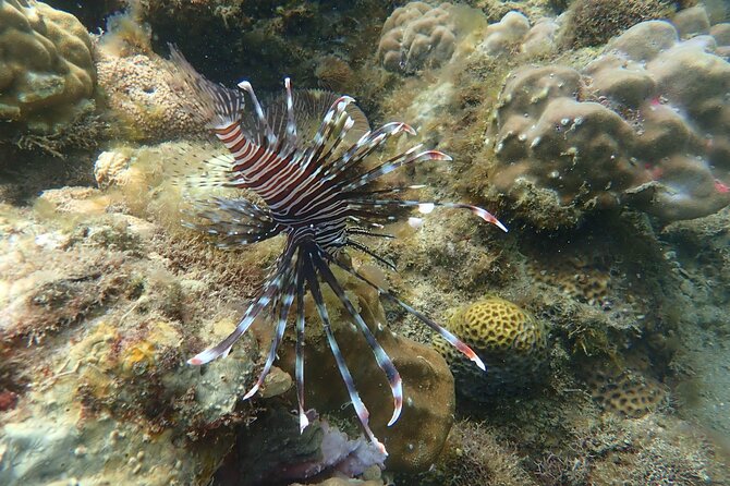 Wonderful Snorkeling Trip from Manila! updated 2023*** - A restaurant beside the water