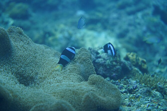 Wonderful Snorkeling Trip from Manila! updated 2023*** - Four to five hours among Anilao’s coral areas